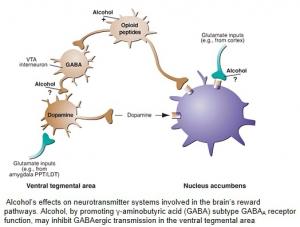 ALCOOL: La mutation génétique qui fait boire jusqu'à l'ivresse – Nature Communication