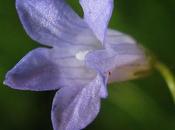 Wahlenbergia hederacea, très rare protégée Lorraine