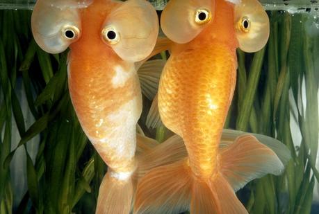 Two bubble eye goldfish stare outside their aquarium, April 1973.Photograph by Paul Zahl, National Geographic