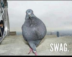 pigeon