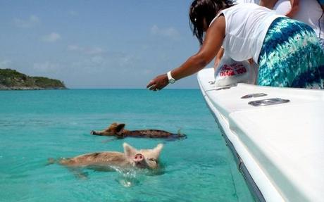 Cochon Bahamas 02