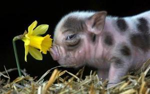 Les attentions... Point de confiture aux cochons...