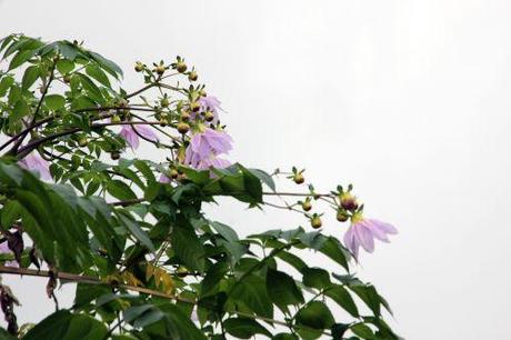 2 dahlia arborea paris 1 dec 2013 095 (2).jpg