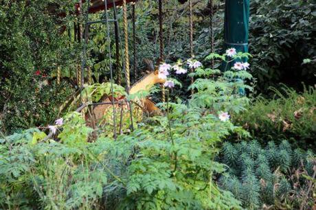 1 dahlia arborea paris 1 dec 2013 095 (1).jpg