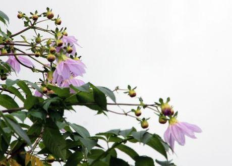 3 dahlia arborea rec paris 1 dec 2013 095 (2).jpg