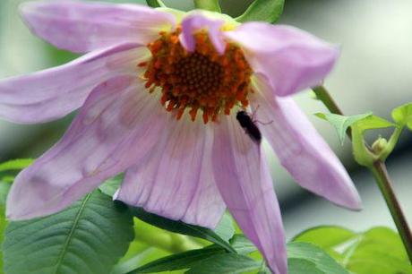 4 dahlia arborea paris 1 dec 2013 095 (6).jpg
