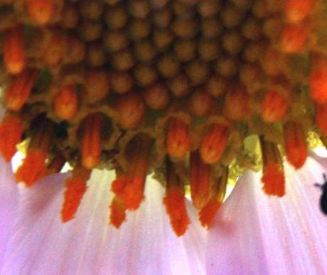 dahlia arborea étam  paris 1 dec 2013 095 (9).jpg