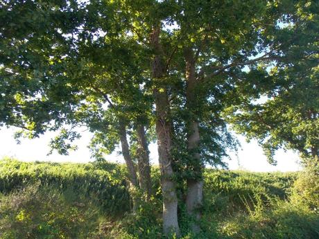 apprivoiser le silence