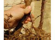 Adoptez plantes racines nues