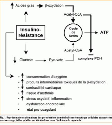 L’endothélium comme contrôleur du transport des acides gras