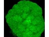 Maladies GASTRO-INTESTINALES: changeait d'intestin? Nature Methods