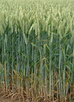Wheat is the third most produced cereal crop Wheat is the third most produced cereal crop