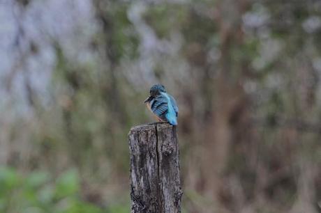 le martin pêcheur d' europe