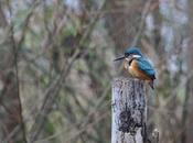 martin pêcheur europe