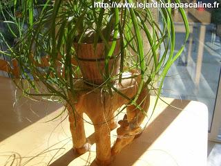 Beaucarnea ou Nolina ?