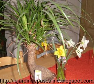 Beaucarnea ou Nolina ?