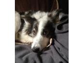 bonheur d’avoir chien...