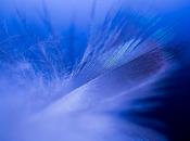 découvrir, iPhone aussi léger qu'une plume...