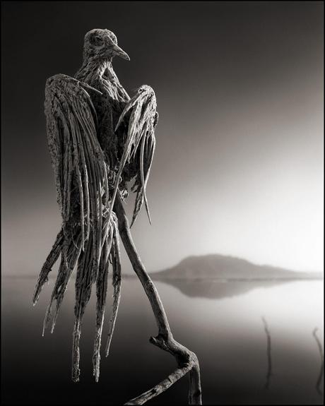 Nick Brandt – Tanzania lake – birds