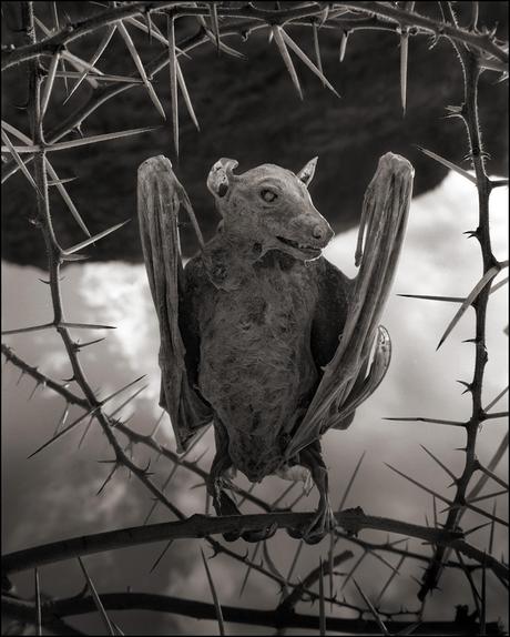 Nick Brandt – Calcified Bat II – damned tanzanie lake