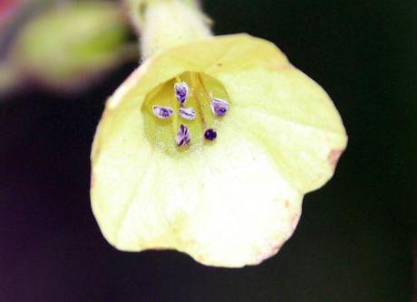 r nicotiana rec paris 1 dec 2013 043.jpg