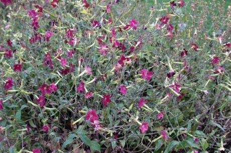 paris 1 dec 2013 038.jpg