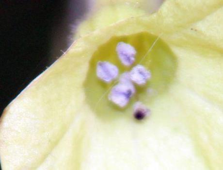 s nicotiana étam paris 1 dec 2013 044.jpg