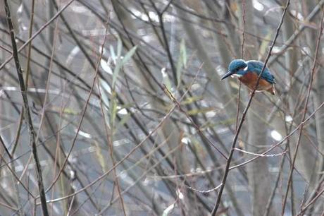 martin pêcheur à l' affût