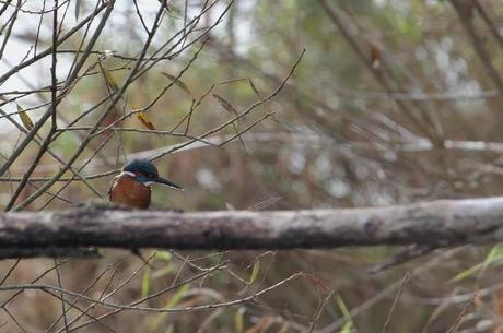 martin pêcheur reflet