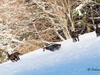 Marquant sa domination, le bouc dominant fait fuir un intrus s’approchant un peu trop des femelles…