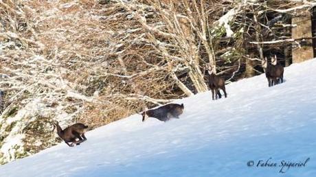 02122013-DSC_0321-Le rut du chamois