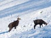 Bouc intéressé femelle durant saison rut…