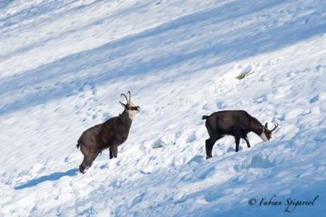 Bouc intéressé par une femelle durant la saison du rut...