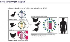 H7N9: Un virus actuel peu transmissible d'homme à homme – Science