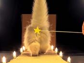 publicité pour litières engage Poopy Dolls