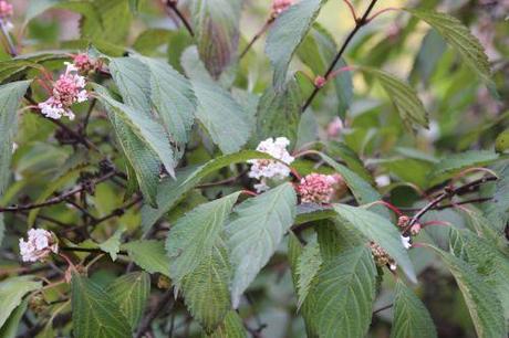 1 viburnum farreri paris 1 dec 2013 184.jpg