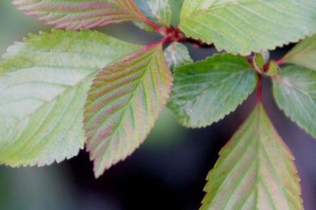 4 vib farreri nana veneux 6 avril 2012 009 (1).jpg