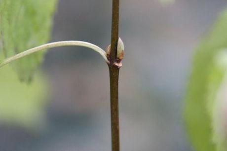 b viburnum farreri nanum 016.jpg