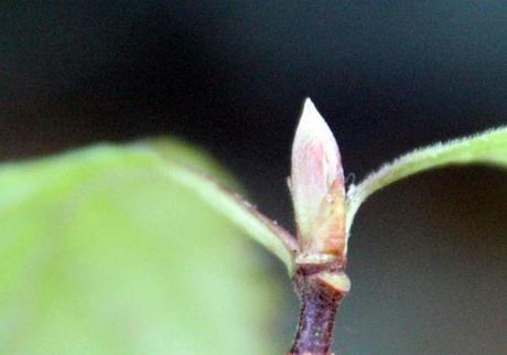 c viburnum farreri nanum 020.jpg