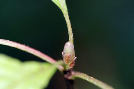 h viburnum farreri nanum 8 dec 2013 005.jpg