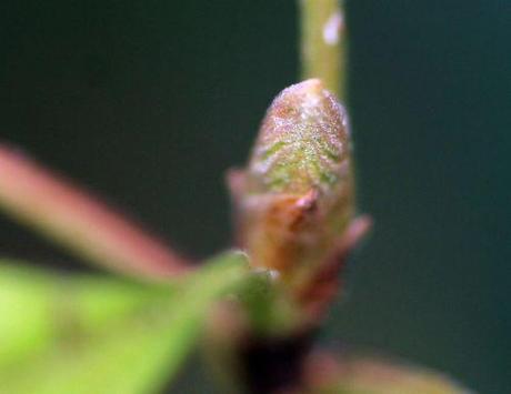 viburnum farreri nanum 8 dec 2013 006.jpg