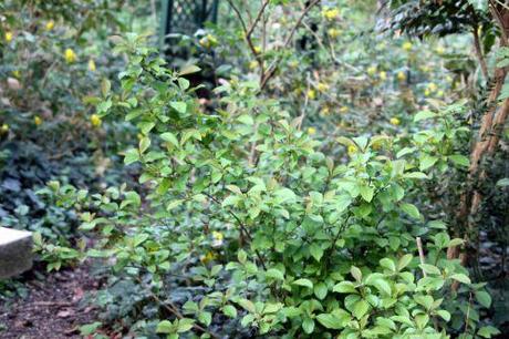 2 vib farreri nana veneux 6 avril 2012 008.jpg