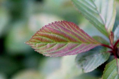 6 vib farreri nana veneux 6 avril 2012 009 (3).jpg