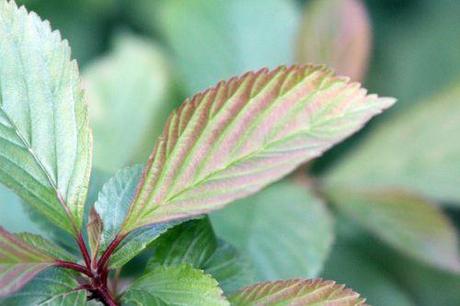 5 vib farreri nana veneux 6 avril 2012 009 (4).jpg