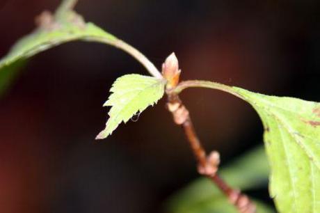 e viburnum farreri nanum 013.jpg