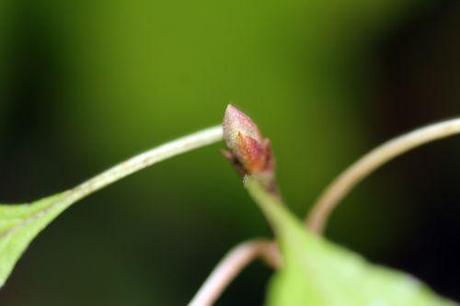 f viburnum farreri nanum 8 dec 2013 004.jpg