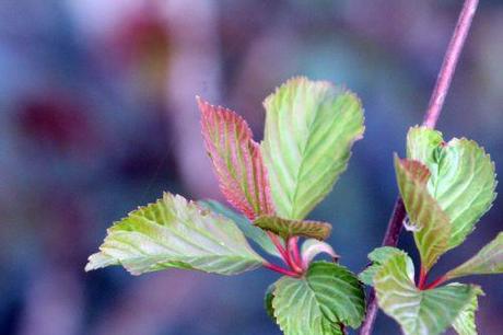 3 vib farreri nana veneux 6 avril 2012 009 (9).jpg