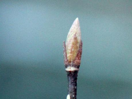 d viburnum farreri nanum rec 017.jpg