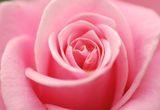 Pink rose Stock Photos