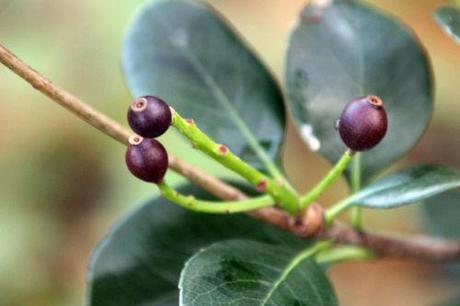 raphiolepis umbellata veneux 9 déc 2013 002 (3).jpg
